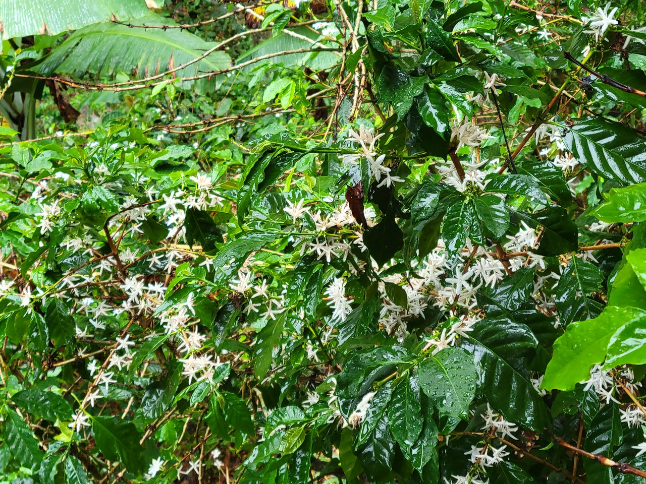 Arbusto de café floreciendo en Nicaragua, finca los papales 