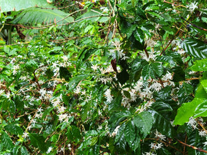 Arbusto de café floreciendo en Nicaragua, finca los papales 