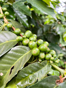 Arbusto de café con cerezas verdes en la finca el martillo en El Salvador 