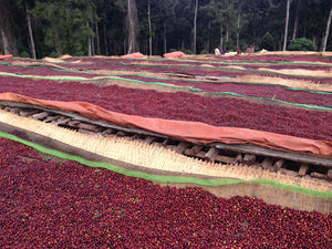 Cerezas de café secándose en camas africanas en la estación de lavado Etop en Etiopía en la región de jimma 