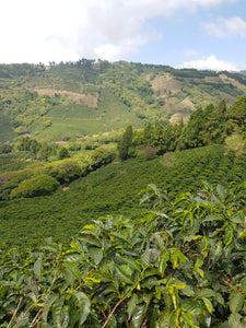 Plantaciones de café en Costa Rica, finca la Victoria 