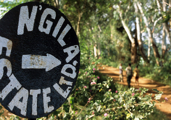 Finca de cafe Ngila estate en Tanzania 