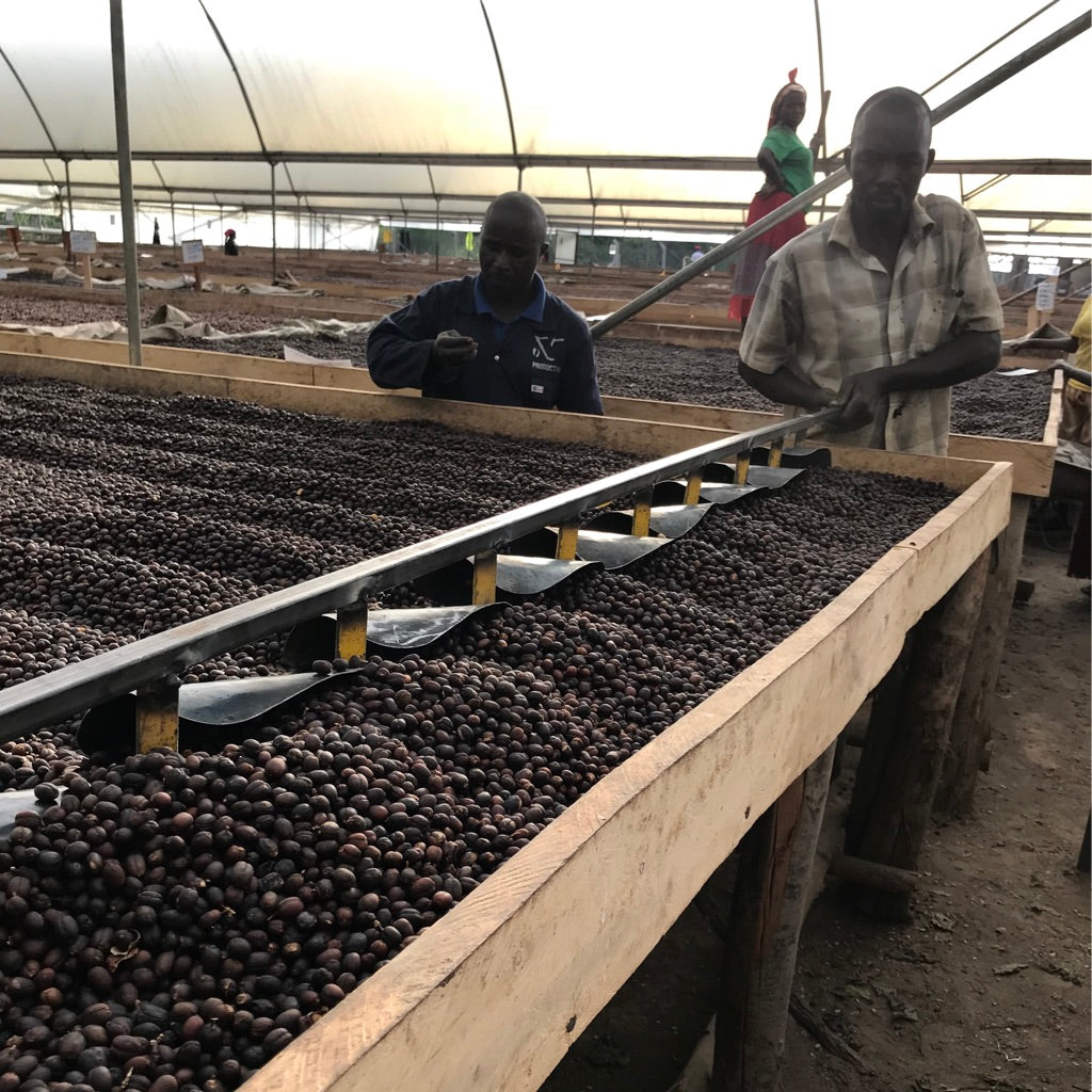 Agricultores de Uganda removiendo las cerezas de café en camas africanas en agri evole 