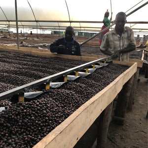 Agricultores de Uganda removiendo las cerezas de café en camas africanas en agri evole 