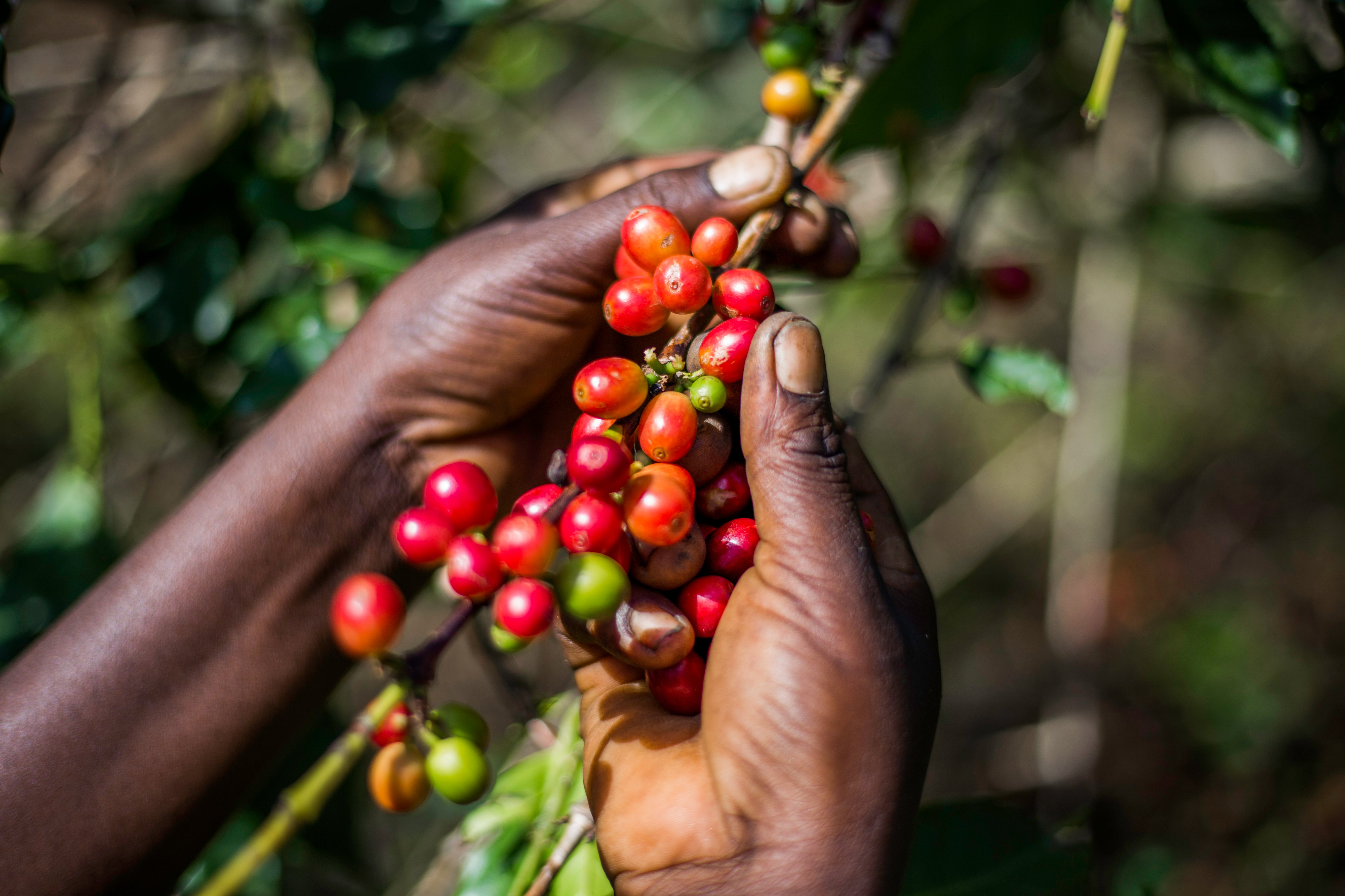 Agricultor de Uganda seleccionado las cerezas en su punto óptimo de maduración en agri evole 