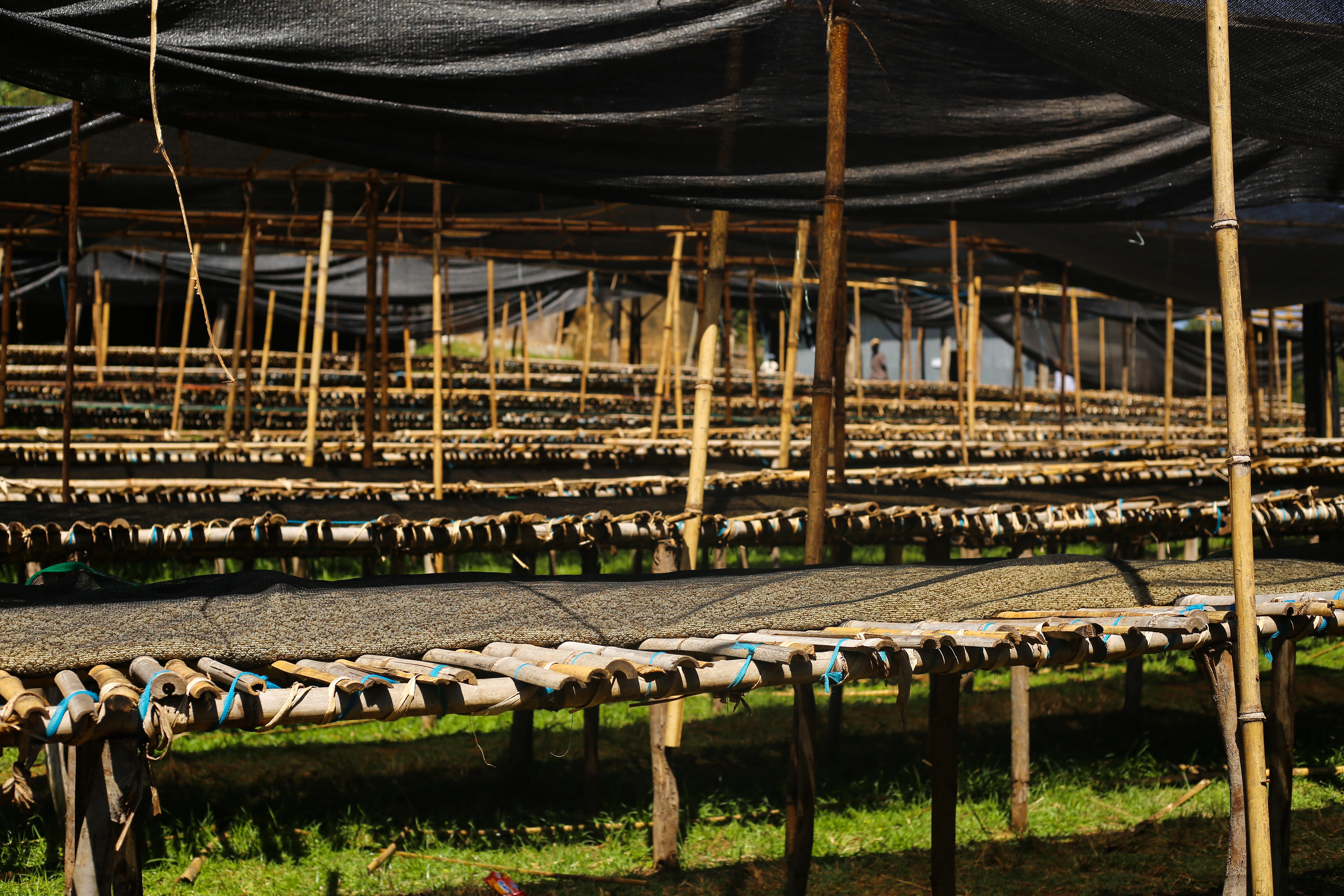 Camas africas en Etiopía, finca sookoo en la región de guji 