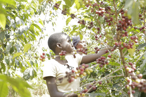 Agricultoras de Burundi recogiendo cerezas de café en la finca NYABIRABA HILL