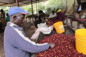 Agricultor de Burundi seleccionado las cerezas de café 