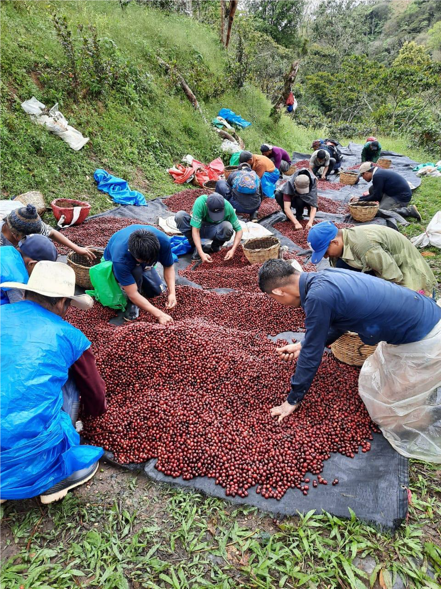 Agricultores de Nicaragua limpiando defectos de las cerezas de café en la finca agua sarca 