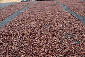 Cerezas de café secándose en patios en finca el ciprés en Nicaragua 