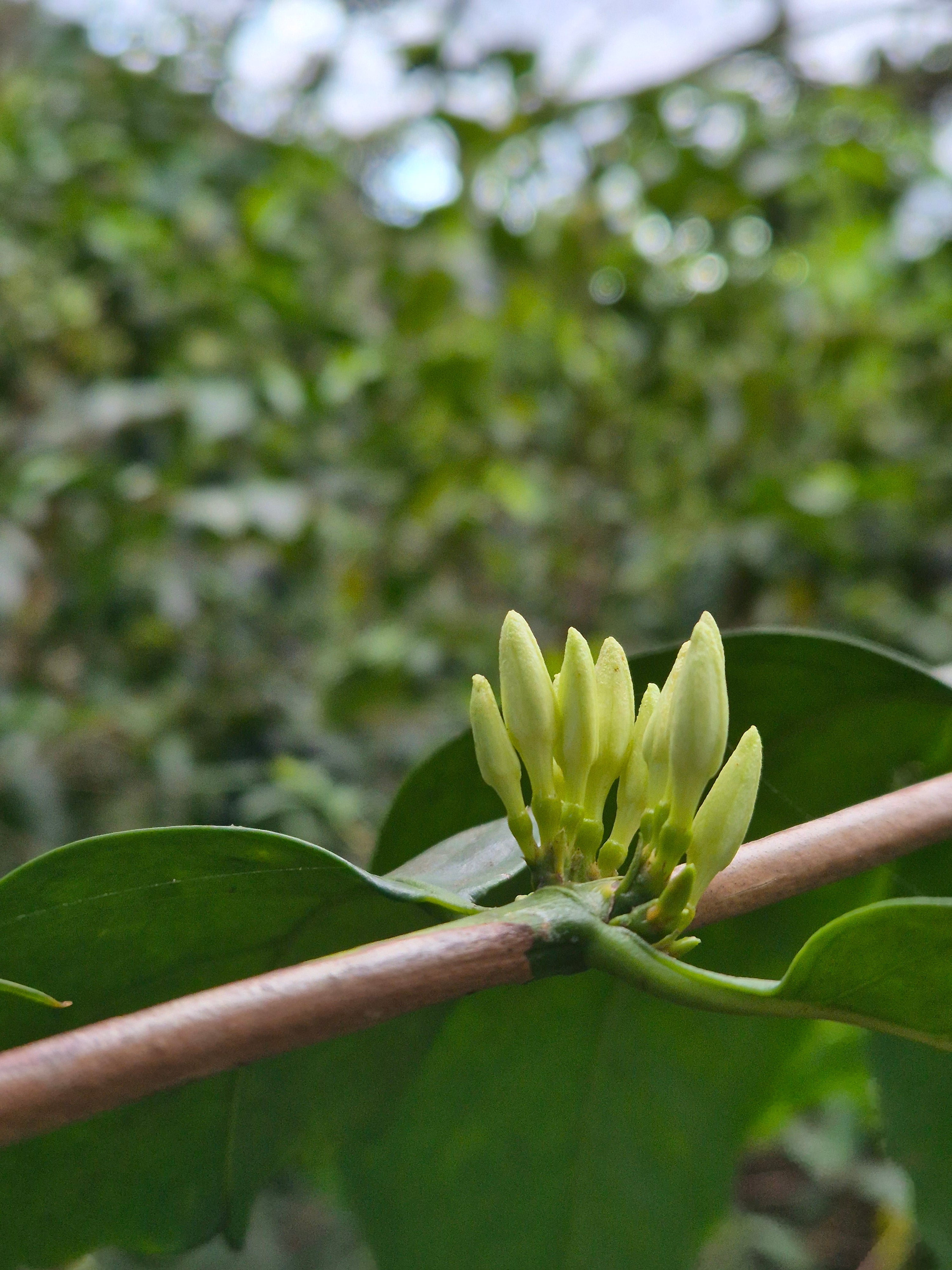 Flor del cafeto en El Salvador, finca el retiro, 