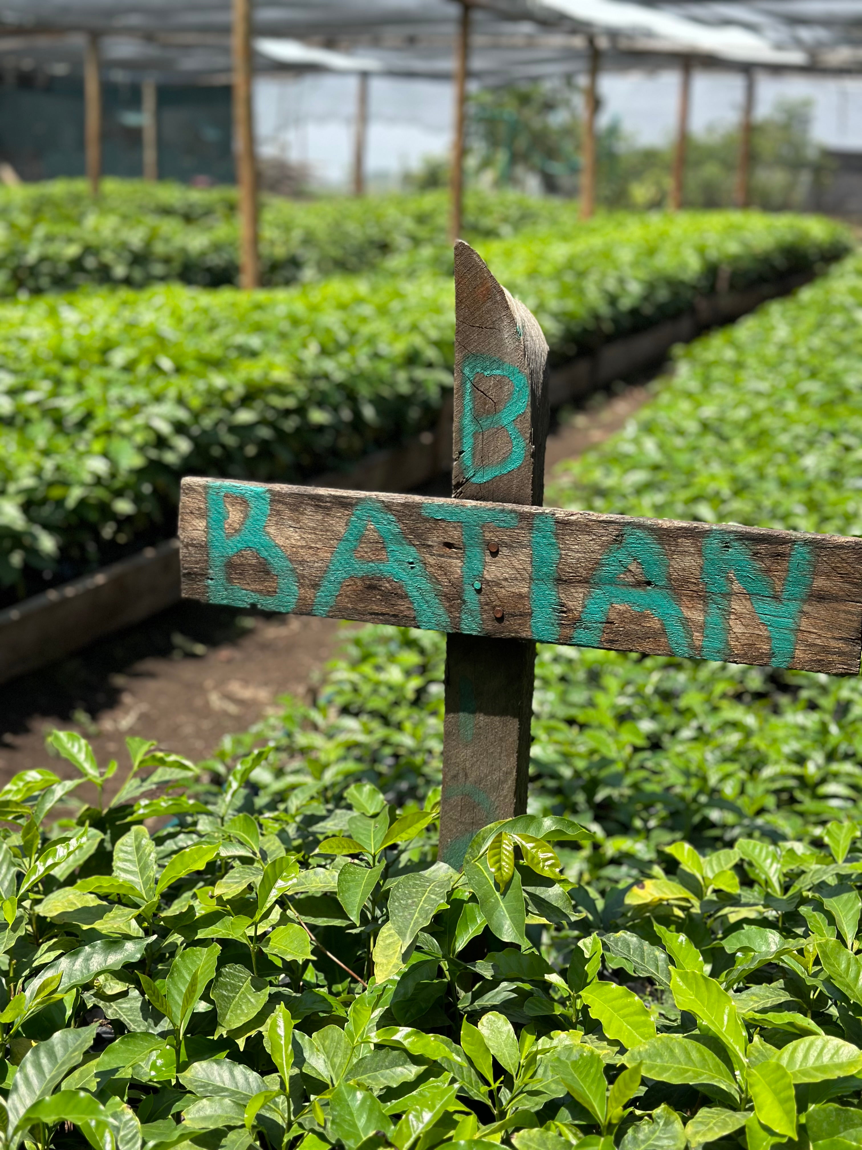 Cafetos de variedad batían en invernadero en Kenia finca Kuria 