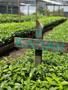 Cafetos de variedad batían en invernadero en Kenia finca Kuria 