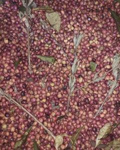 Cerezas de café junto con las hojas lippa listas para ser fermentadas en Etiopía, finca chelchele en Etiopía 