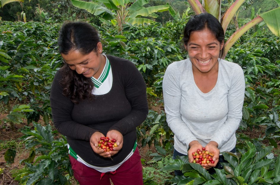Mujeres peruanas enseñando cerezas de café de la finca la breva 