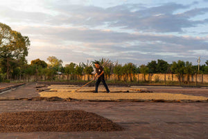 Agricultor de la finca villa España en El Salvador removiendo el café en los patios de secado 