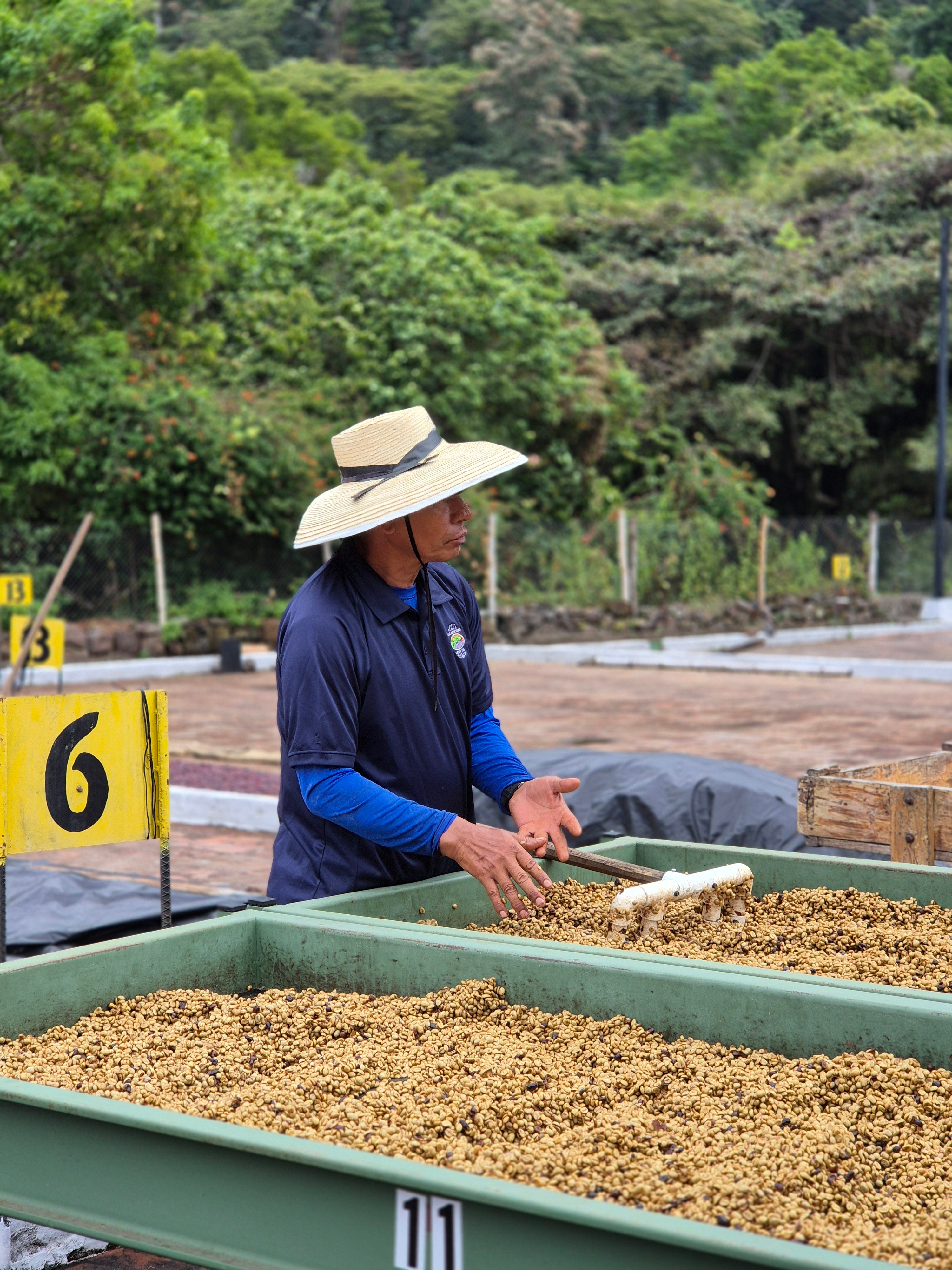 Agricultor de El Salvador junto a las camas africanas donde se secan los granos de café en la finca las Mercedes 