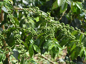 Arbusto de café con cerezas de café verde en Tanzania, finca Ngila estate 