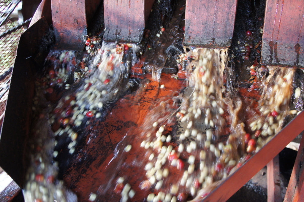 Despulpadora de cerezas de café en Baragwi Factory en Kenia l, finca karumandi en la región de kirinyaga 