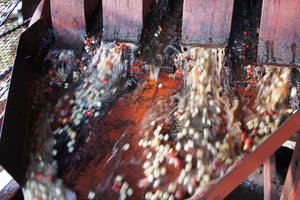 Despulpadora de cerezas de café en Baragwi Factory en Kenia l, finca karumandi en la región de kirinyaga 