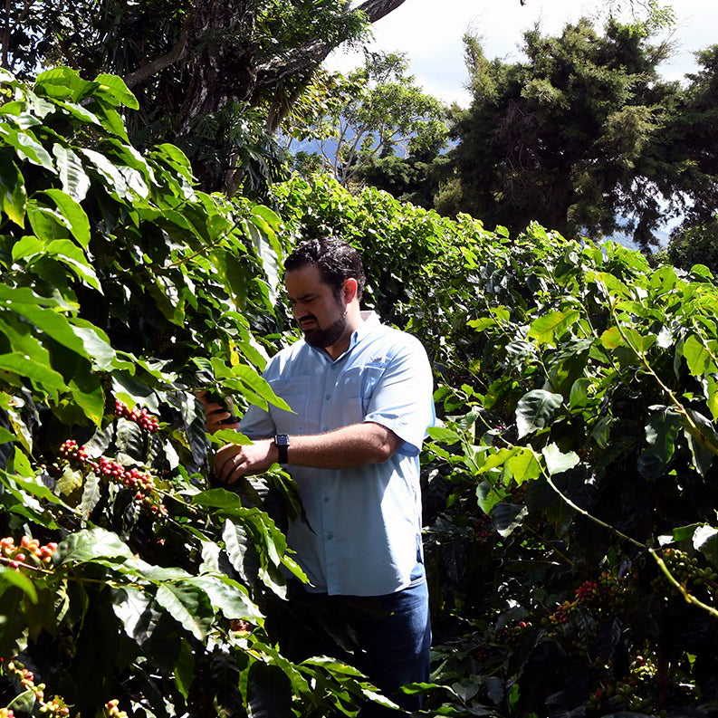 Andrés Salaverria en su finca San Francisco en El Salvador 