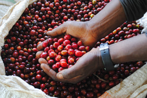 Agricultor de Ruanda enseñando la cerezas de café de Musaza recién recogidas 