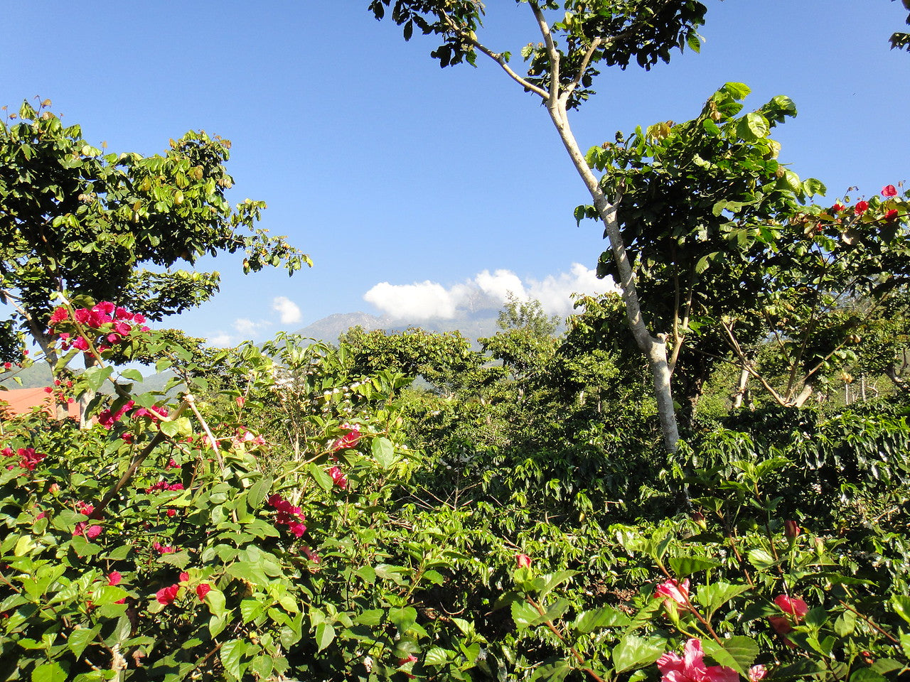 Plantaciones de café en México, finca Moctezuma 