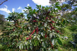 Arbustos de café con cerezas optimas para ser cosechadas en Nicaragua fincas el ciprés 