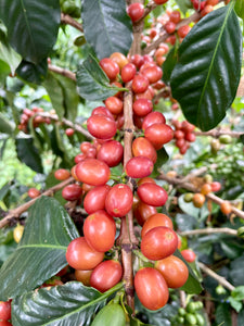 Cerezas de café de la caridad pink bourbon en Colombia, Finca el placer en la región de quindio 