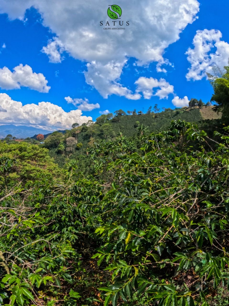 Plantación de café en Colombia, finca satus 