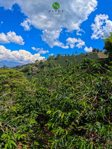 Plantación de café en Colombia, finca satus 