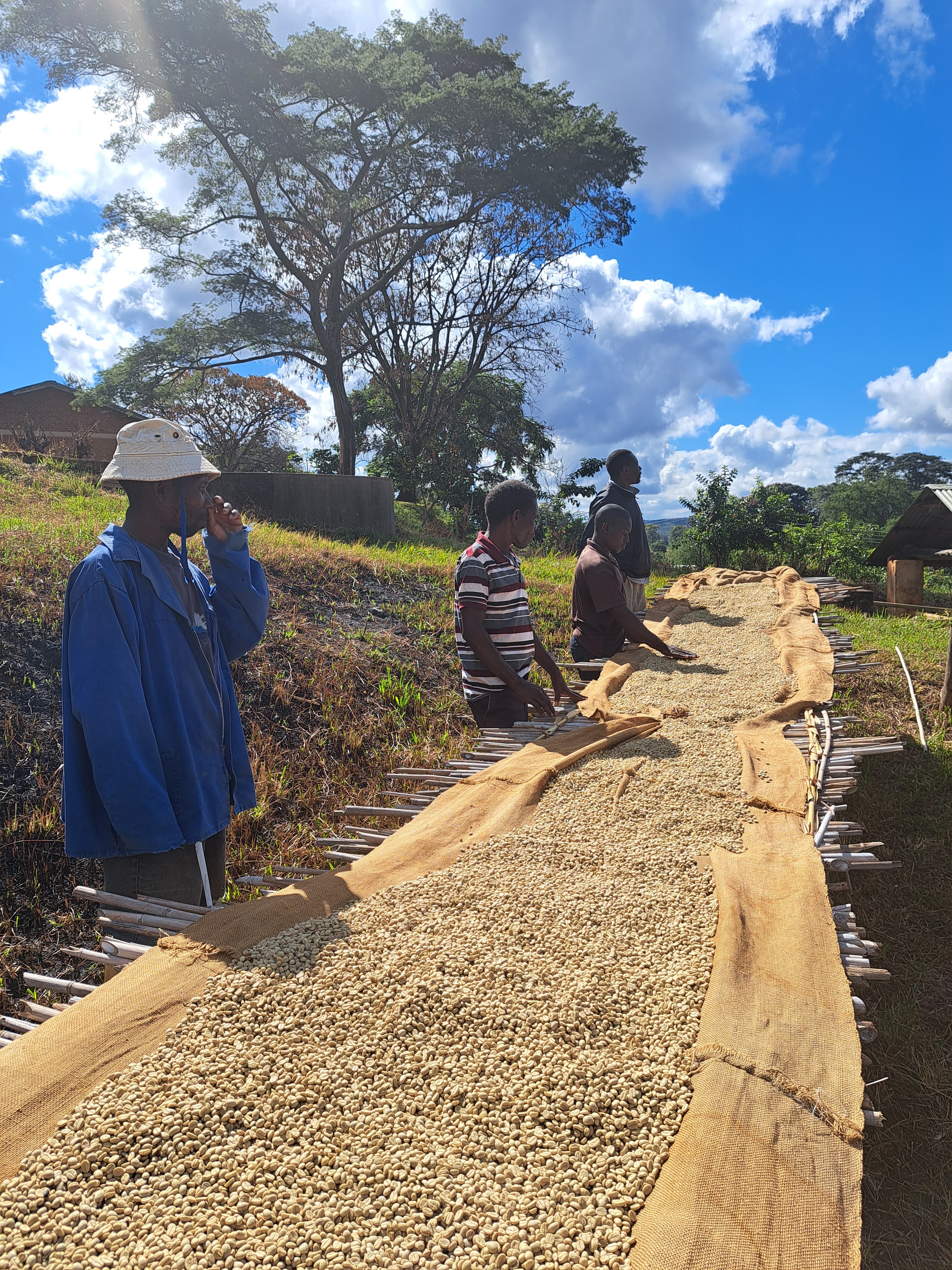 Agricultores de Malawi junto a las camas africanas donde se secan los granos en pergamino e. Phoka hills 