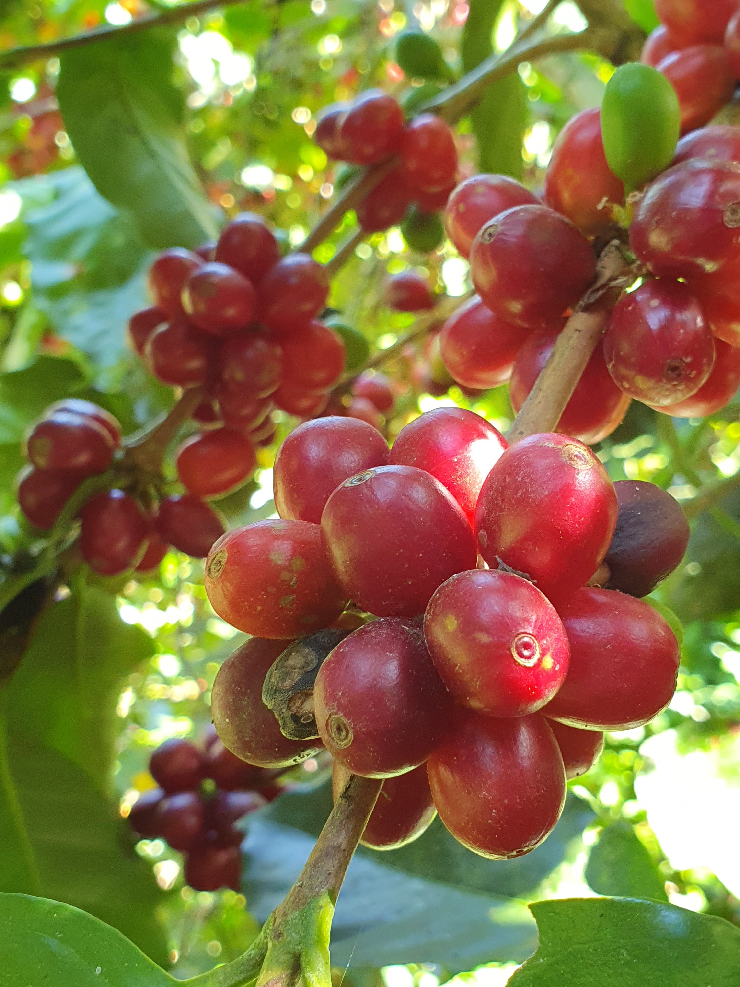Cerezas de café en El Salvador, finca miravalles 