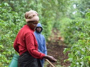 Agricultores de café en Tanzania, finca Ngila Estate 