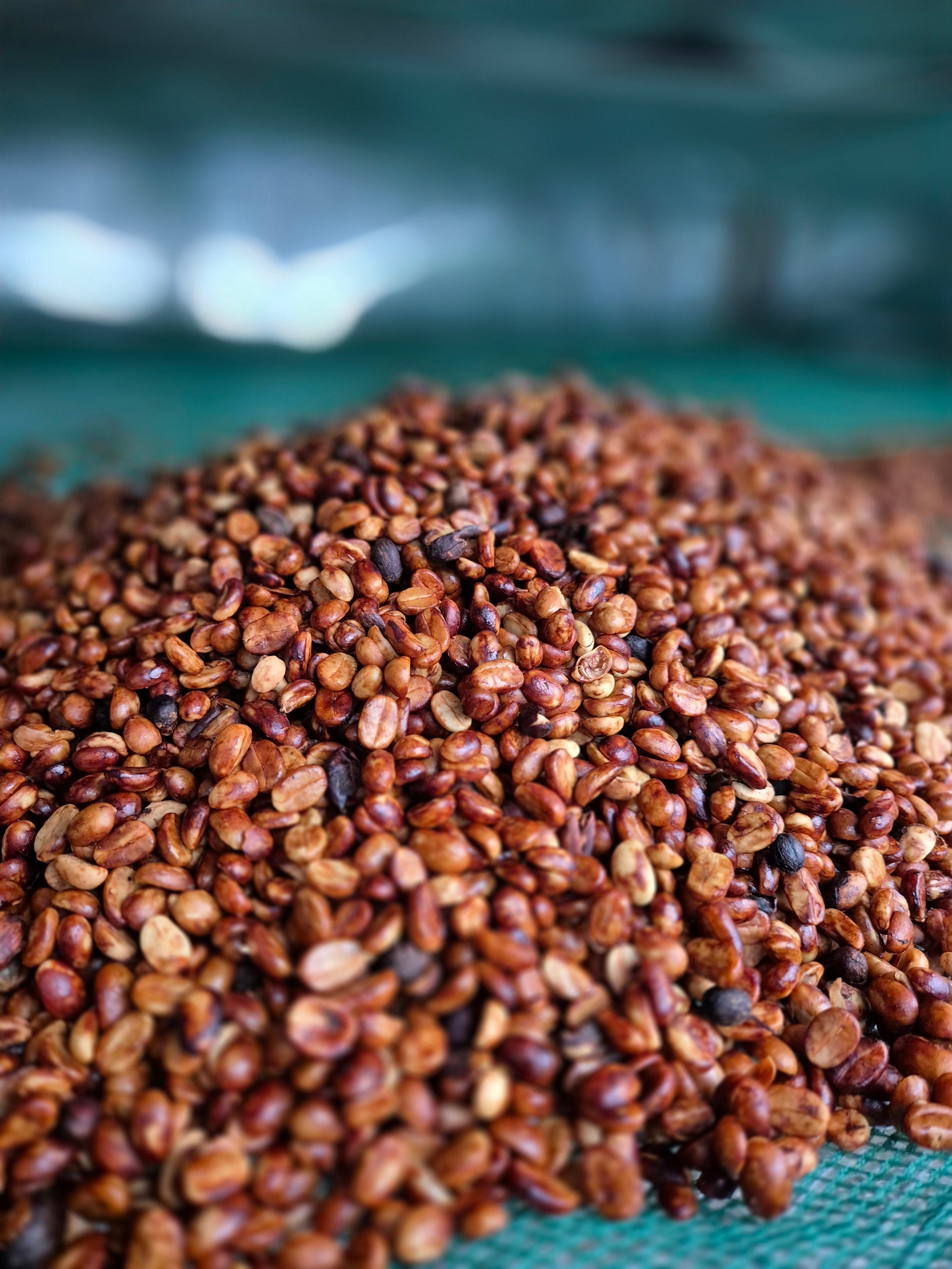 Granos de café procesados como black honey en Vietnam en la finca RÚNG GIÁ