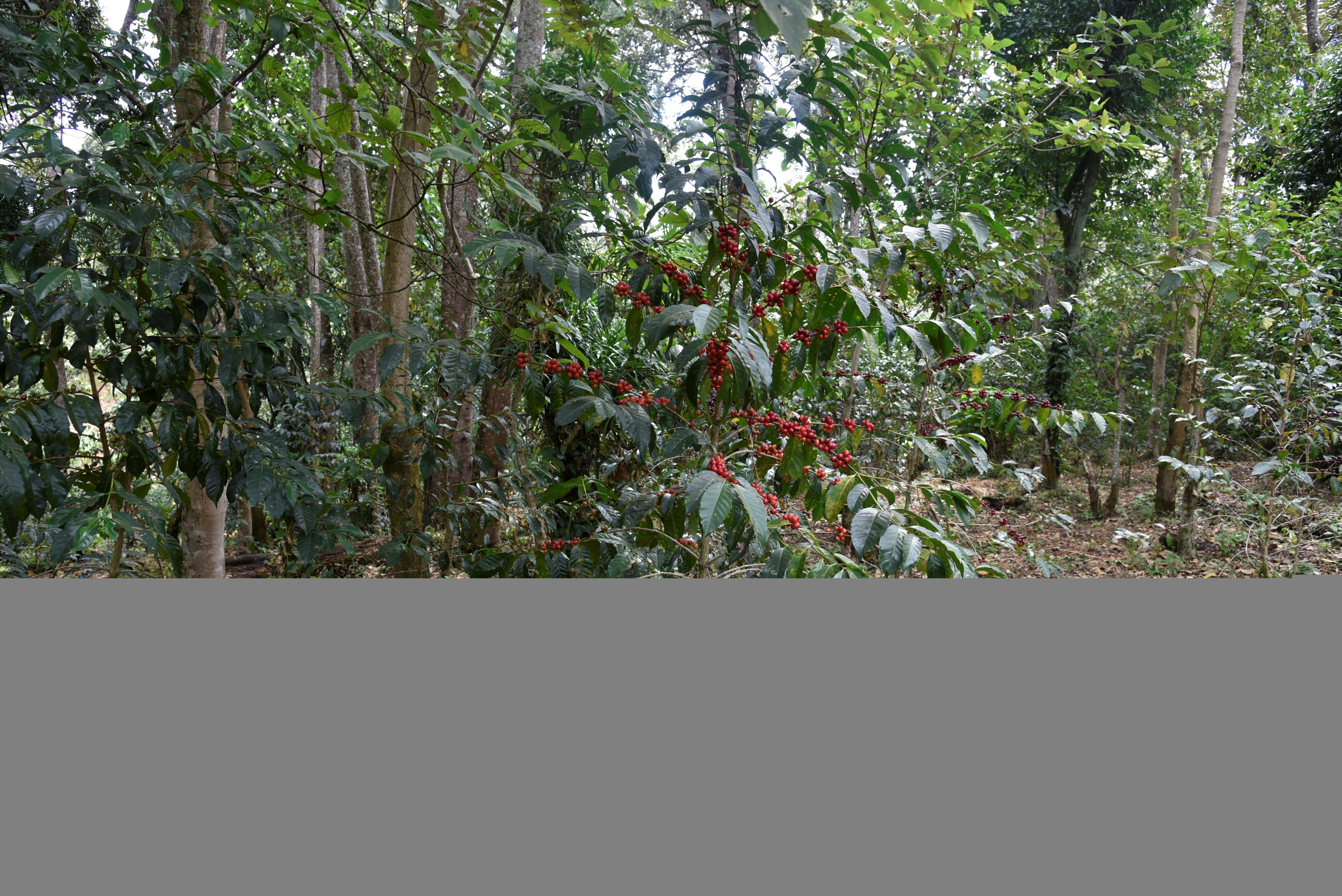 Arbustos de café con cerezas maduras en Etiopía en la región de guji en la finca gerba dogo 