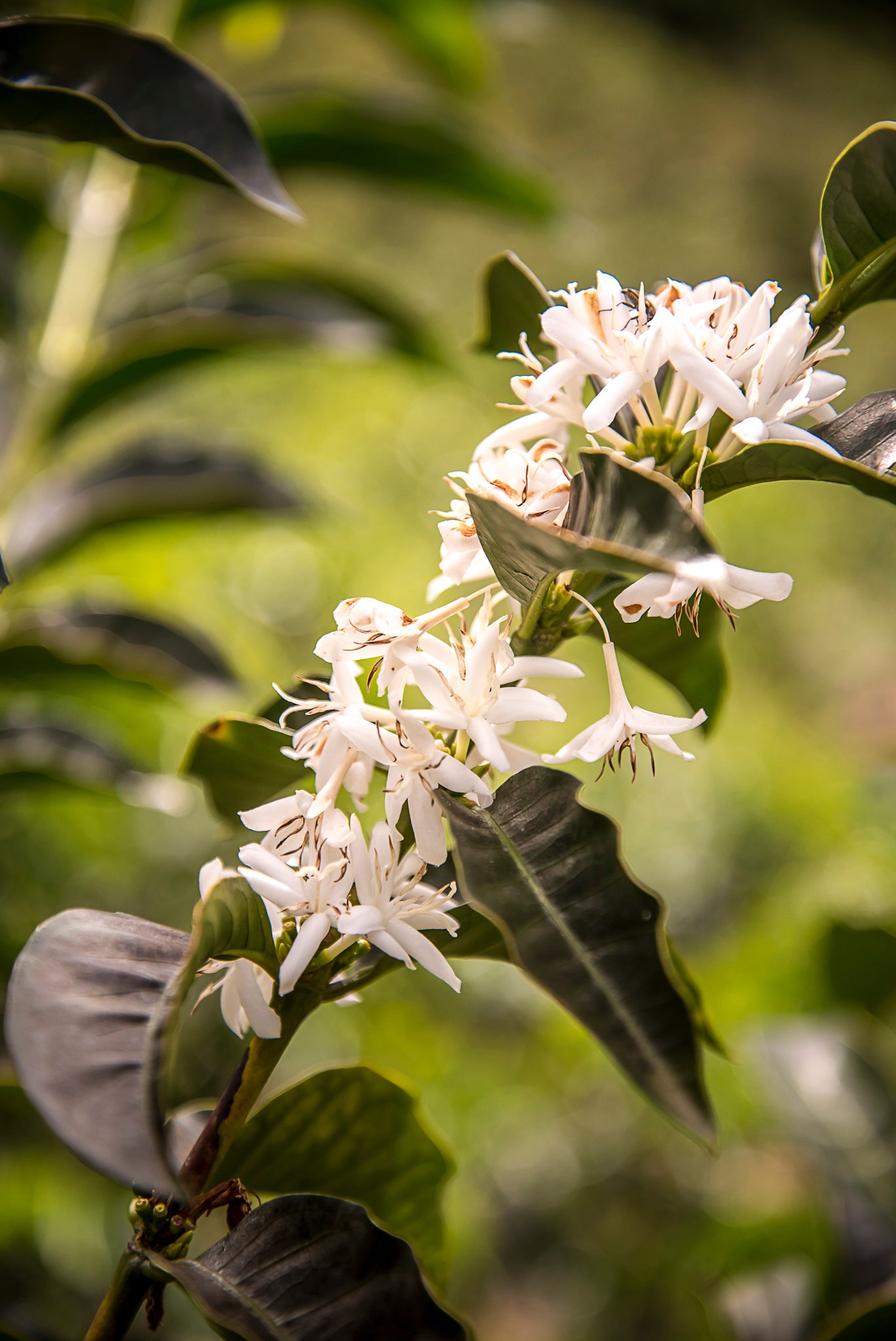 Flor del cafeto en Colombia finca el paraíso 