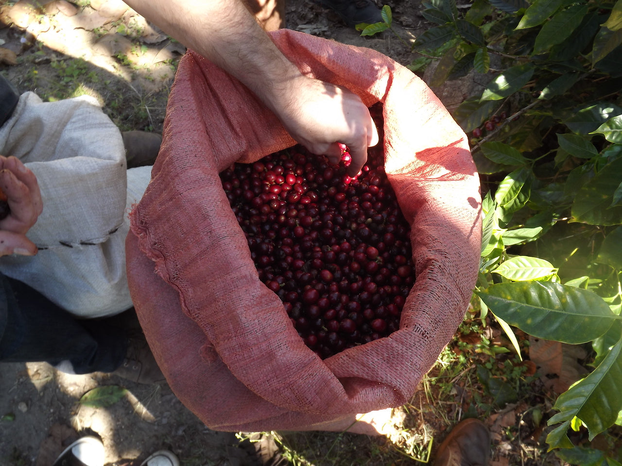 Cerezas de café recién seleccionadas en la finca Moctezuma en México 