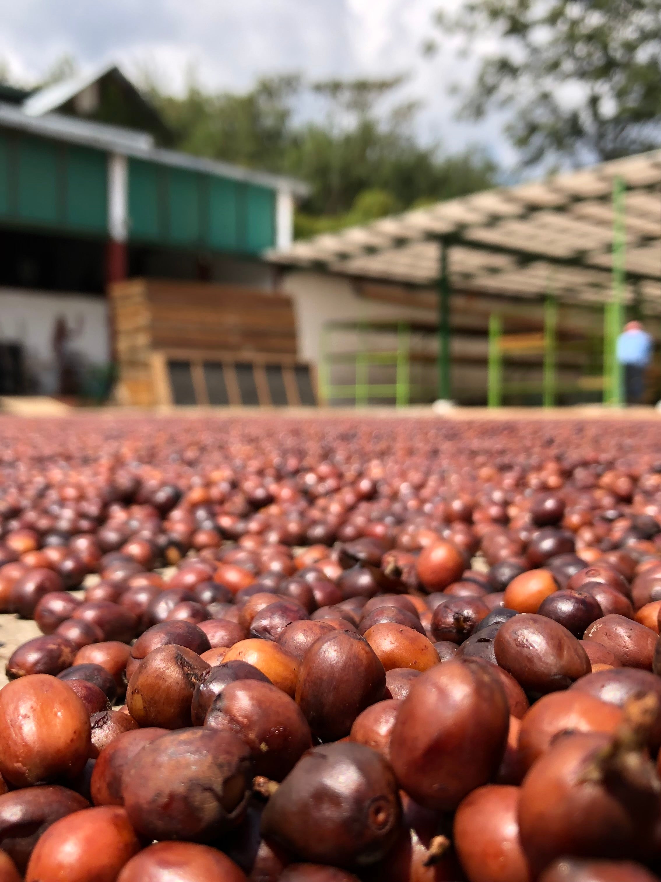 Cerezas de café secándose en patios de secado en Guatemala finca la senda 