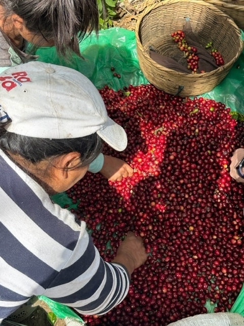 Agricultora recogiendo y calcificando cerezas de café recién cogidas en la finca el martillo en El Salvador 