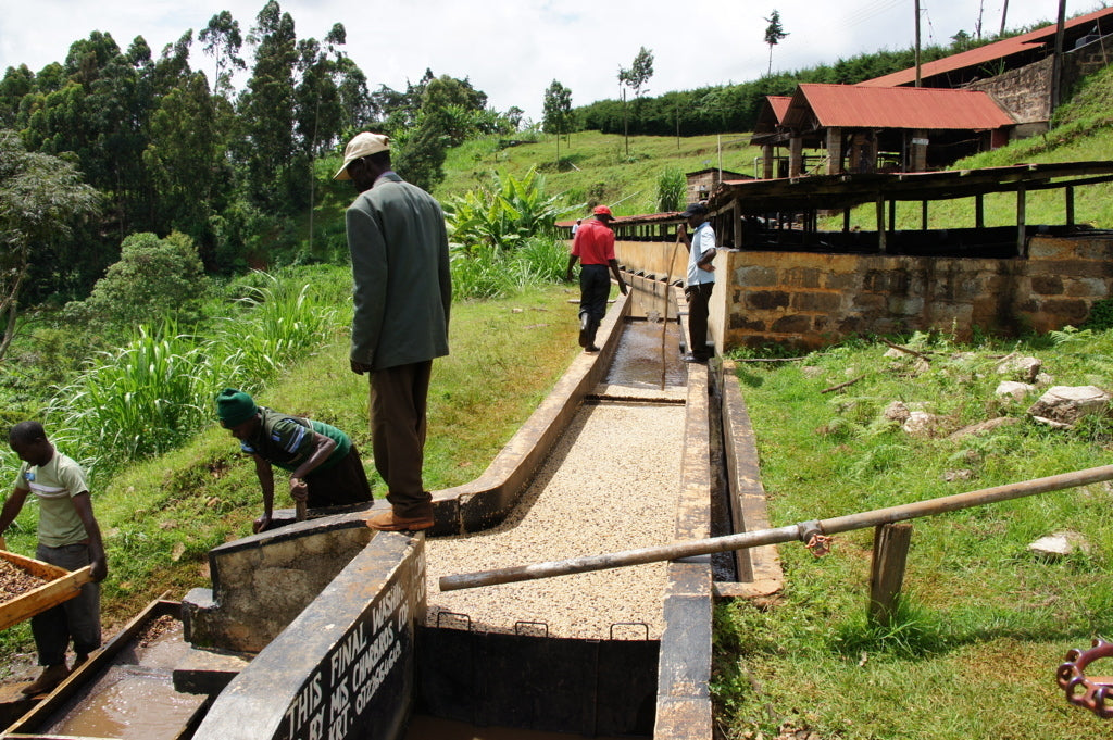 Agricultores de Kenia en Baragwi
Factory junto a canales de agua removiendo los granos de café recién despulpados en la finca karumandi en la región de kirinyaga 