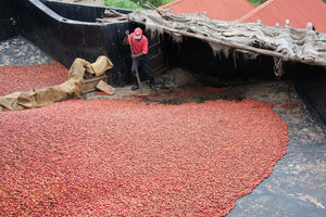Agricultor de Kenia removiendo las cerezas de café producidos por Baragwi
Factory en su finca karumando en la región de kirinyaga 