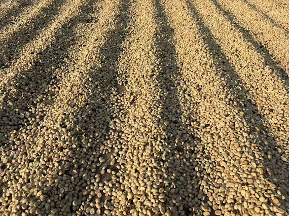 Granos de café en pergamino secándose al sol en la estación de la vado de Yirong estate en China 