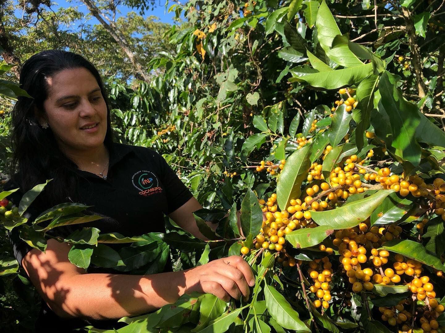 Yanira fuentes junto al arbusto de café en su finca yiret en honduras 