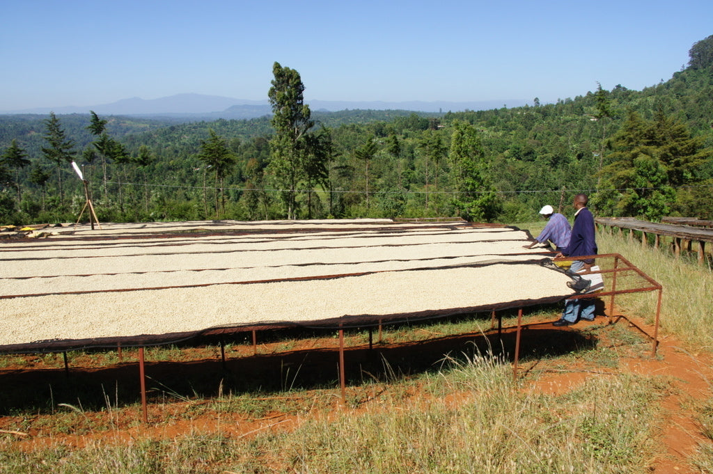 Granos de café secándose en camas africanas en Baragwi Factory, en la región de kirinyaga en Kenia, finca karumandi 