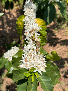 Flor del cafeto en Kenia finca Kuria 