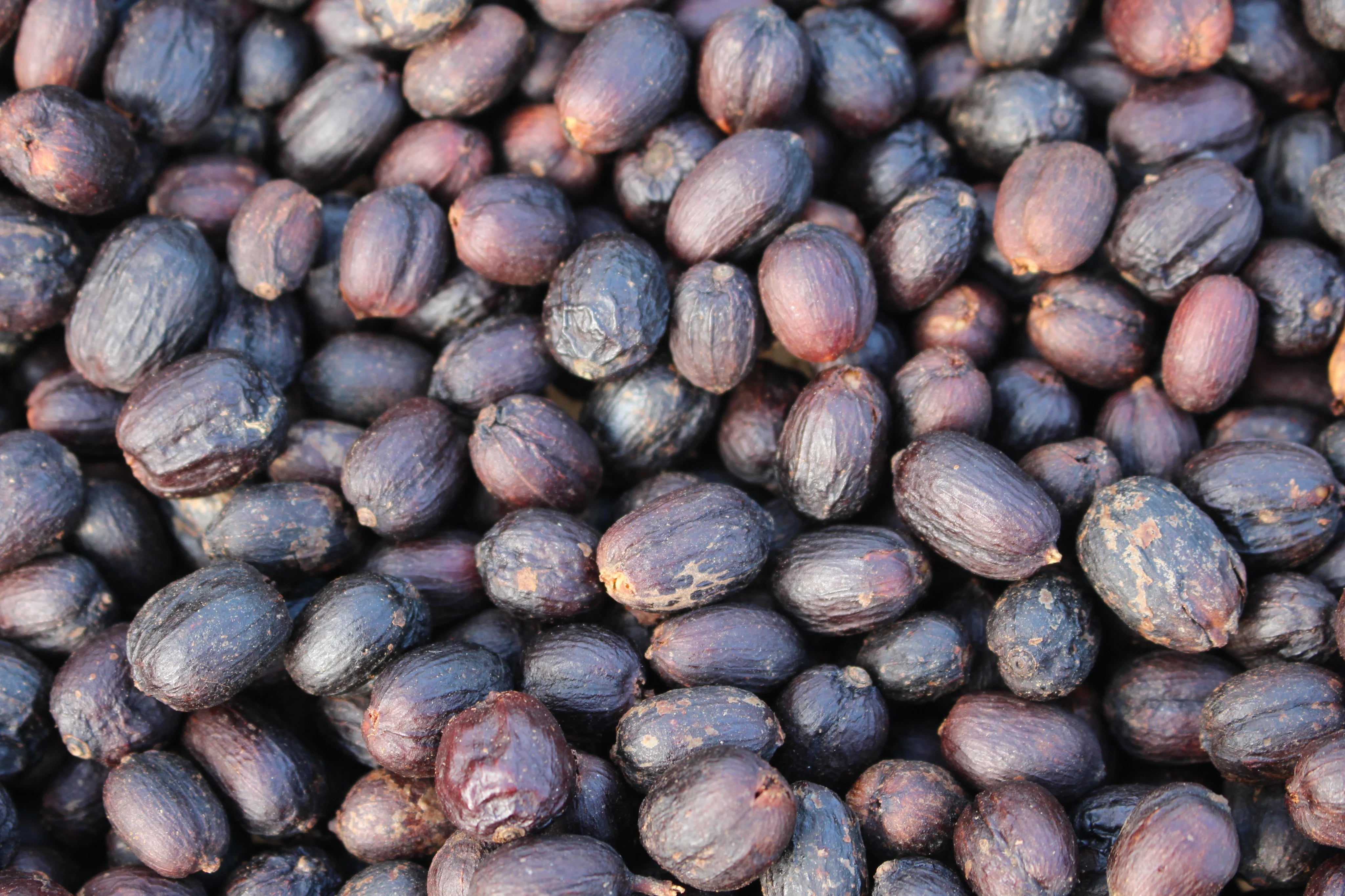 Cerezas de café en su punto óptimo después de la fase de secado 