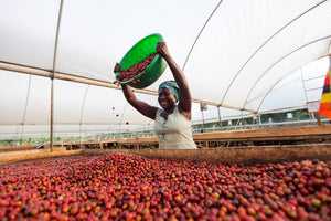 Agricultora de Uganda poniendo las cerezas en camas africanas para su secado en agri evole 