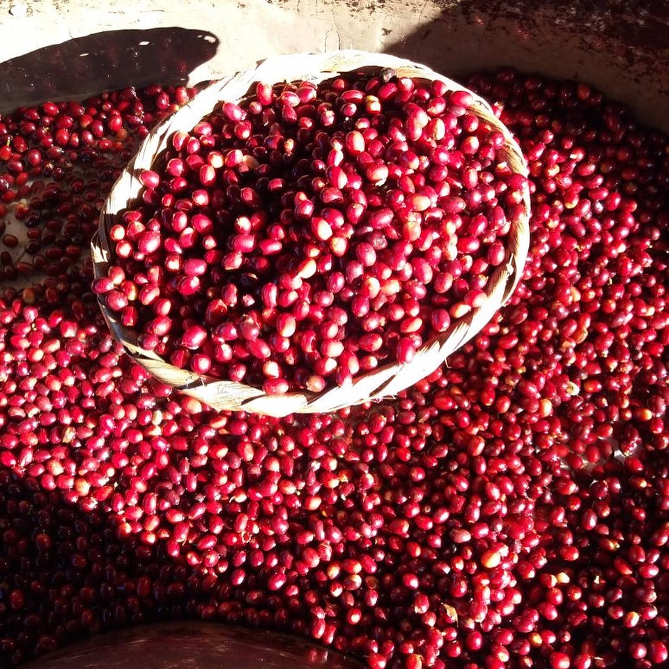 Cerezas de café recién cosechadas en Nicaragua finca el ciprés 