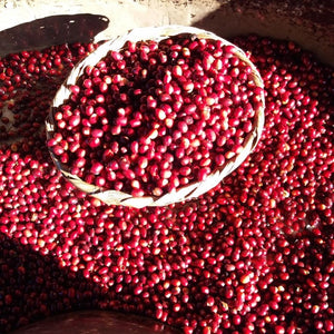 Cerezas de café recién cosechadas en Nicaragua finca el ciprés 